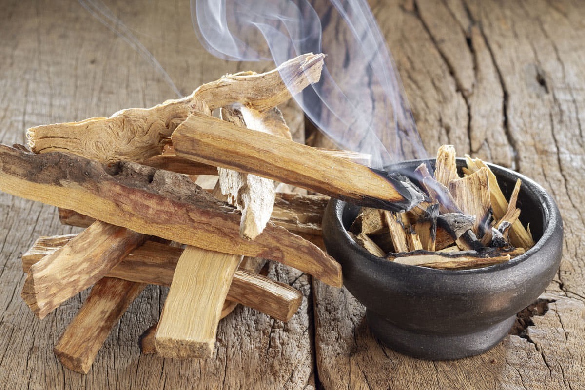 Bois de Palo Santo – Bois sacré pour purification et méditation